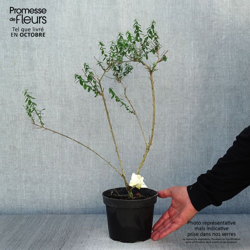 Ejemplar de Genista tinctoria Plena - Retama de tintes Maceta 2L/3L entregado en otoño