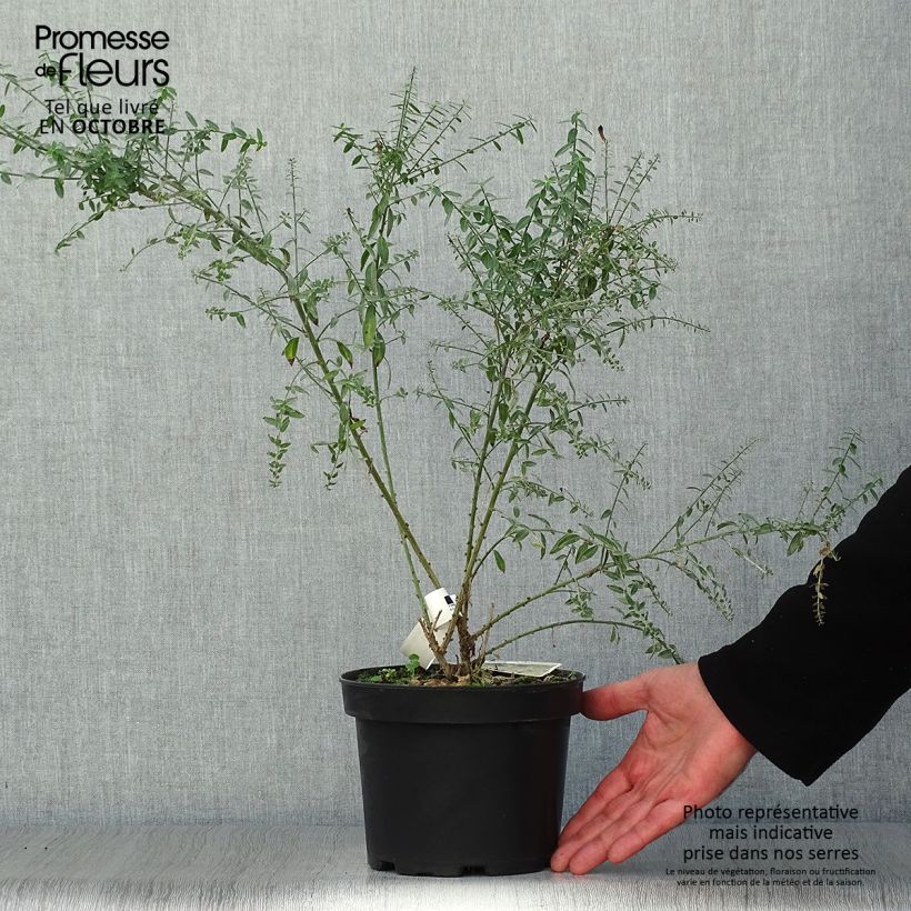 Ejemplar de Genista tinctoria Royal Gold - Retama de tintes Maceta 2L/3L entregado en otoño