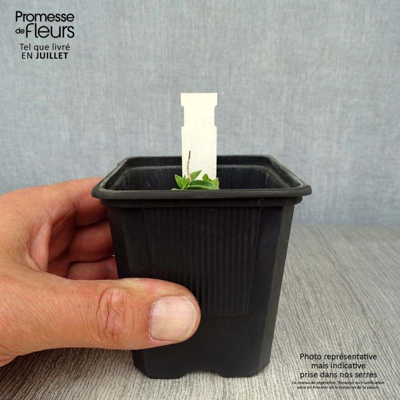 Ejemplar de Gentiana True Blue Maceta de 8/9 cm entregado en verano