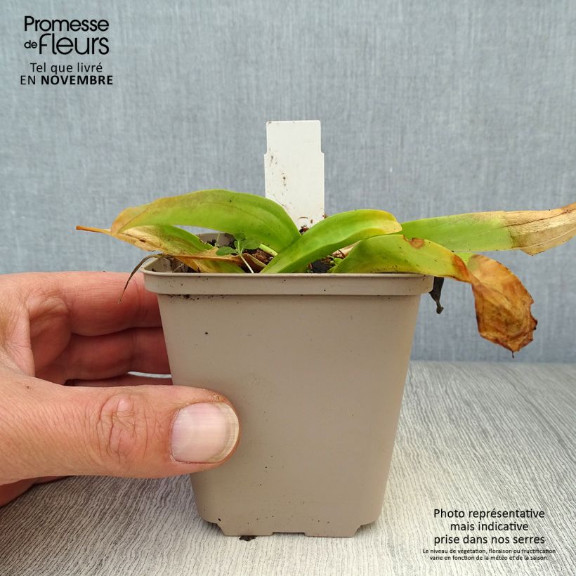 Ejemplar de Gentiana cruciata Maceta de 8/9 cm entregado en otoño