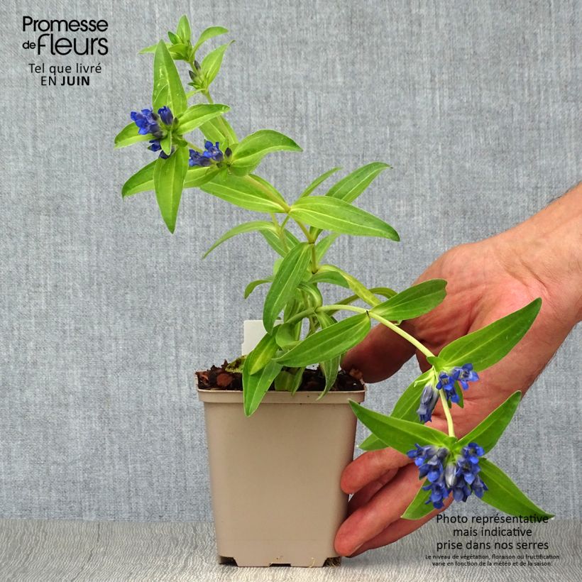 Ejemplar de Gentiana cruciata - Gentiane croisette Godet de 9cm entregado en verano