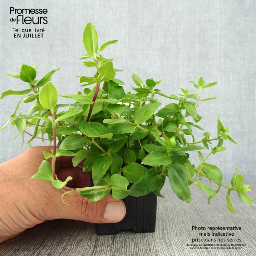 Ejemplar de Gentiana hybrida Little Pinkie Maceta de 8/9 cm entregado en verano
