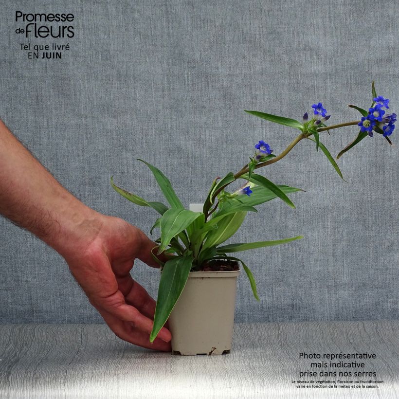 Ejemplar de Gentiana acaulis Maceta de 8/9 cm entregado en verano