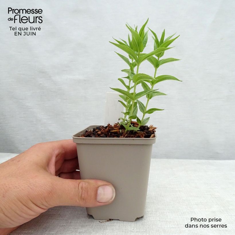 Ejemplar de Gentiana asclepiadea Maceta de 8/9 cm entregado en verano