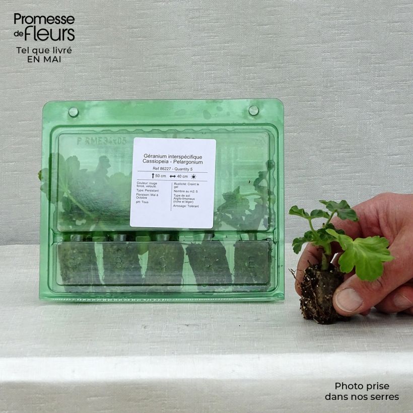 Geranio Cassiopeia - Malvón minicepellón: Ø 3/4 cm Ejemplar entregado en la primavera