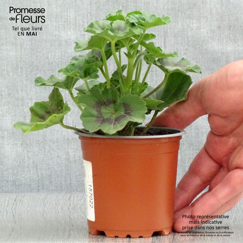 Geranio Specials C Alm-Geranie Scarlet - Malvón Maceta de 10 cm/11 cm Ejemplar entregado en la primavera