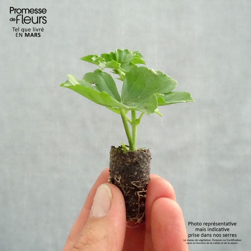 Geranio Balcon Desrumeaux - Gitanilla minicepellón: Ø 3/4 cm Ejemplar entregado en la primavera