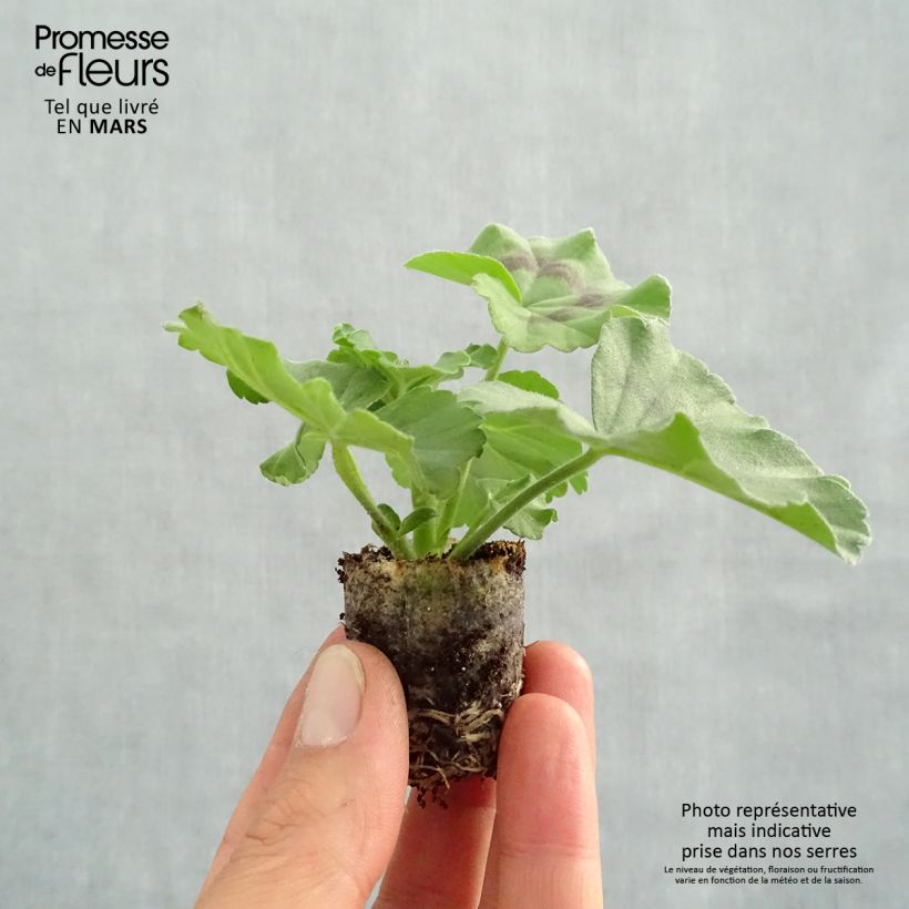 Geranio Moonflair White - Gitanilla minicepellón: Ø 3/4 cm Ejemplar entregado en la primavera