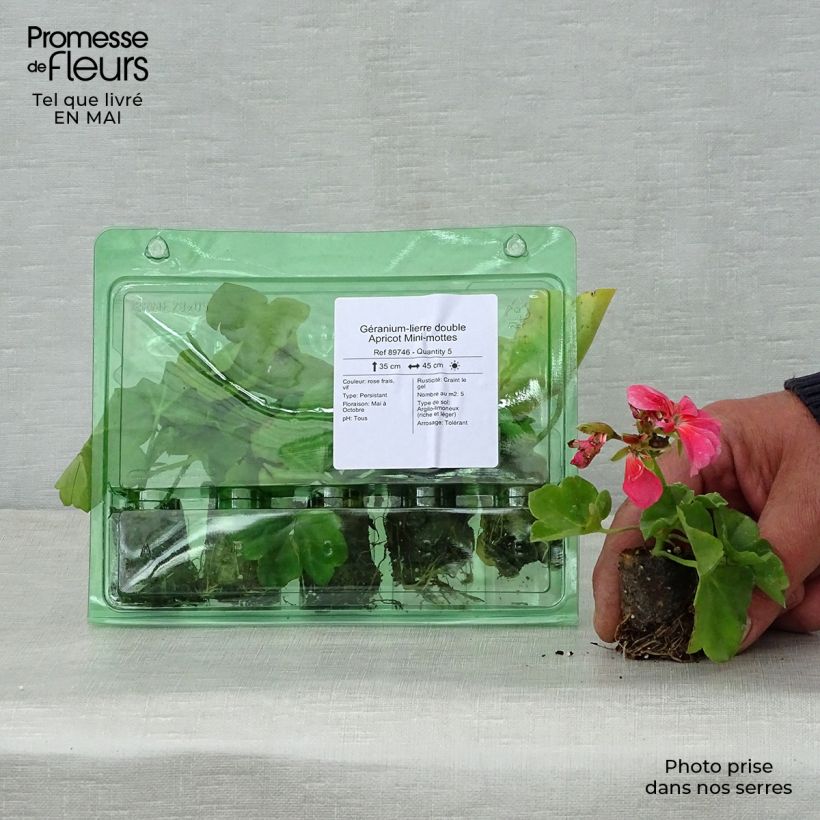 Geranio Double Apricot - Gitanilla minicepellón: Ø 3/4 cm Ejemplar entregado en la primavera
