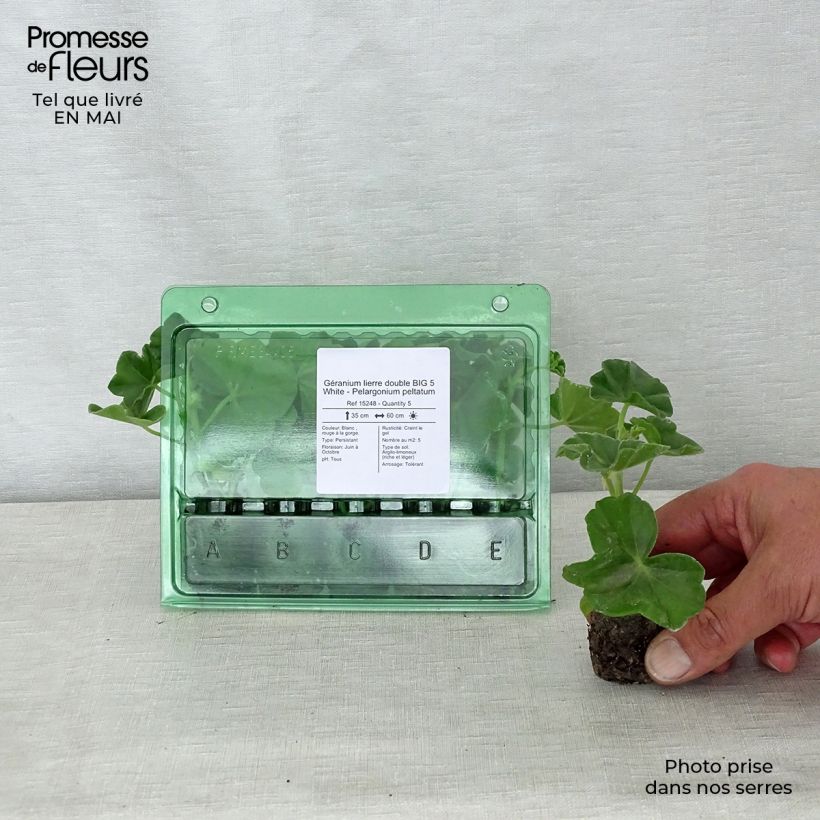 Geranio Big 5 White - Gitanilla minicepellón: Ø 3/4 cm Ejemplar entregado en la primavera