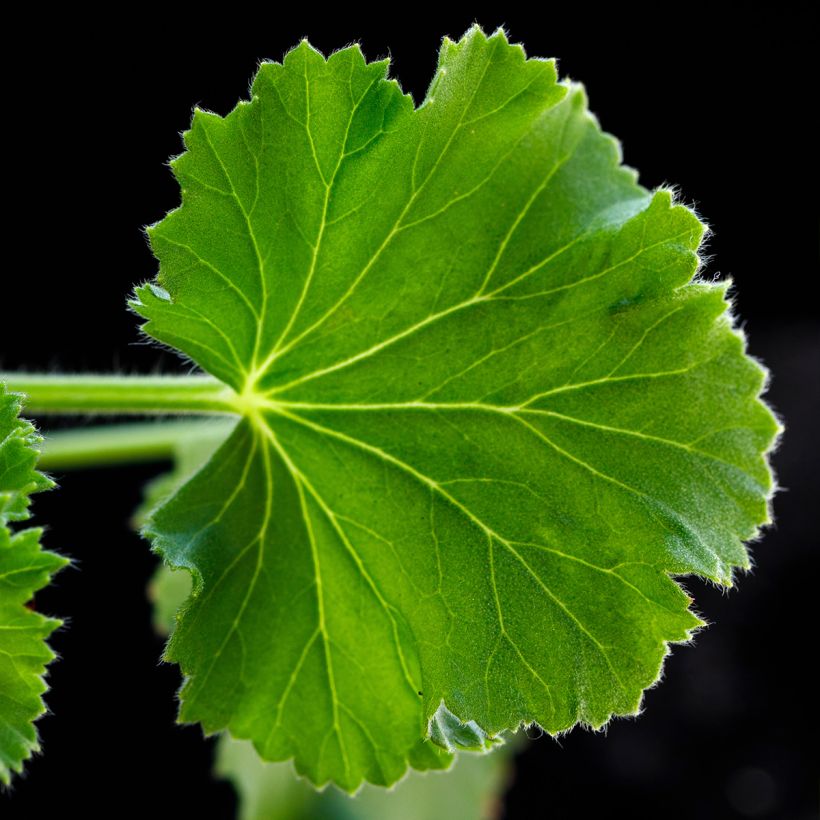 Geranio Torento Ginger- Pelargonium (Follaje)