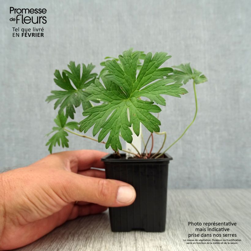 Ejemplar de Geranio de prado Else Lacey - Geranium pratense Maceta de 8/9 cm entregado en otoño