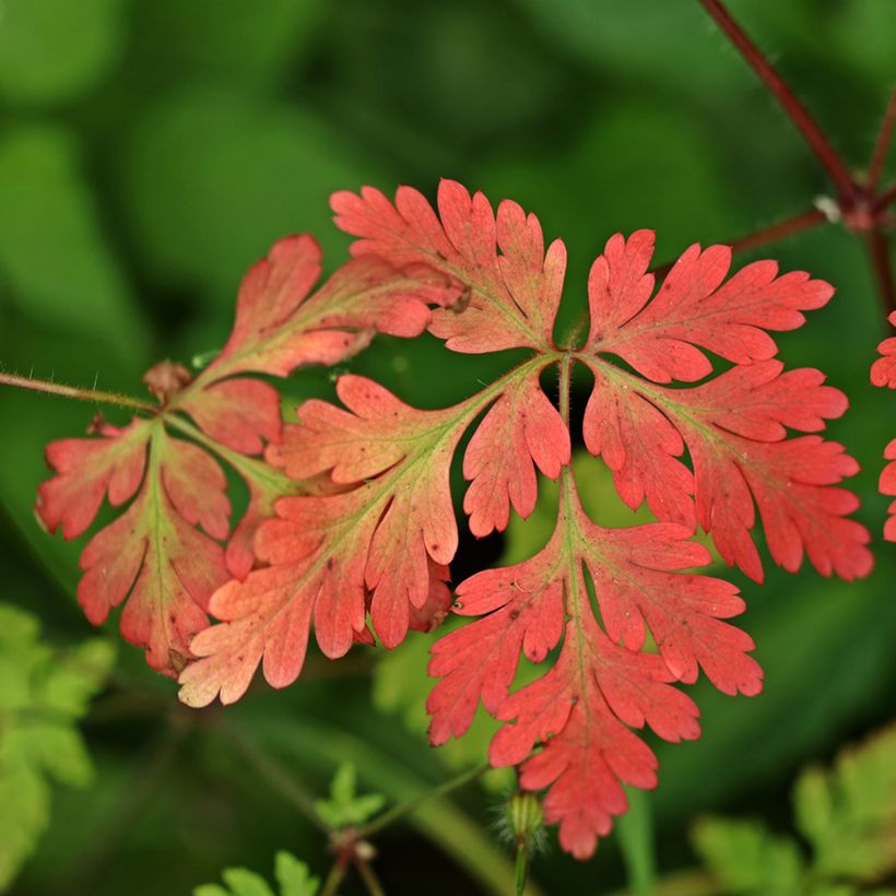 Geranium robertianum - Hierba de San Roberto (Follaje)