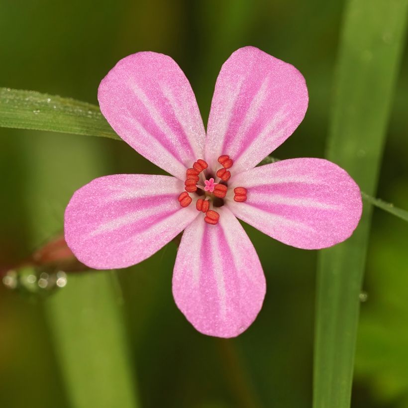 Geranium robertianum - Hierba de San Roberto (Floración)