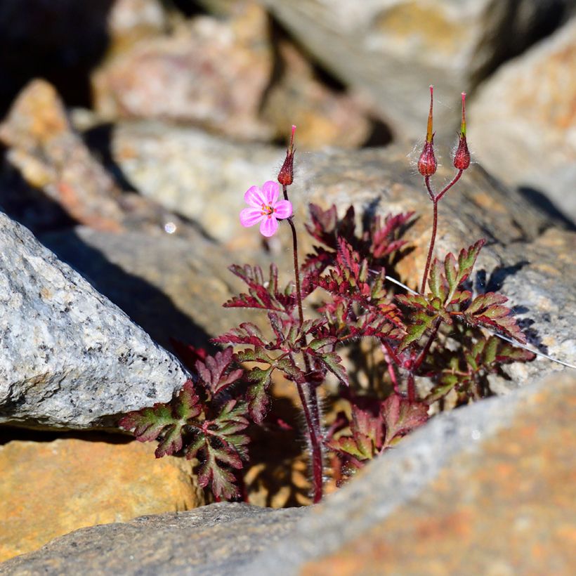 Geranium robertianum - Hierba de San Roberto (Porte)