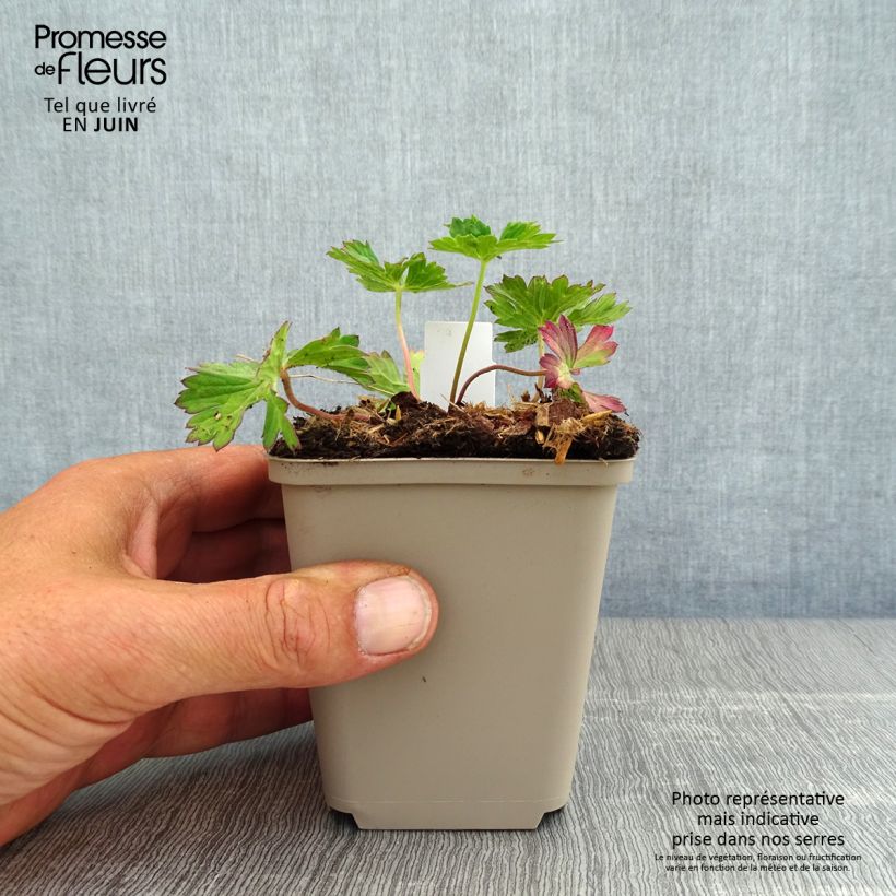Ejemplar de Geranio Azure Rush - Geranio vivaz Maceta de 8/9 cm entregado en verano