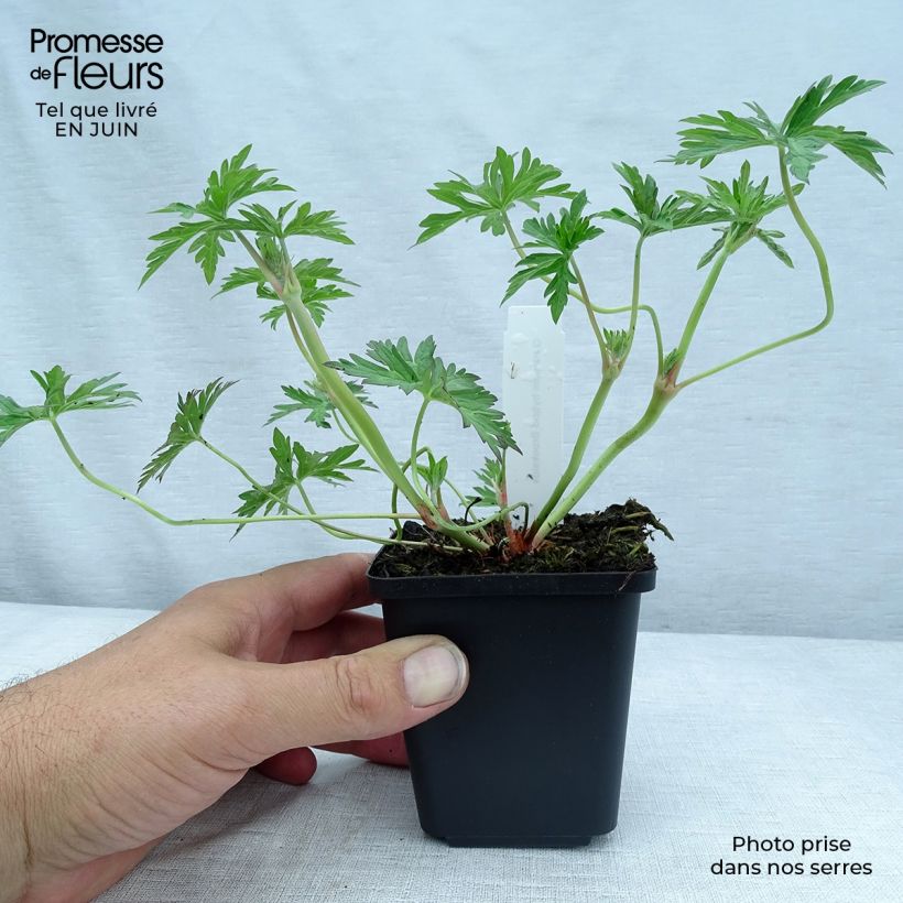 Ejemplar de Geranio Brookside - Geranio vivaz Maceta de 8/9 cm entregado en verano