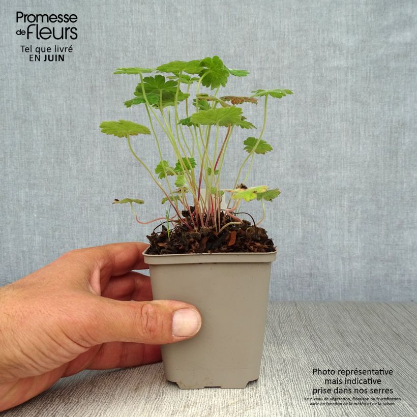 Ejemplar de Geranio Coombland White - Geranio vivaz Maceta de 8/9 cm entregado en verano