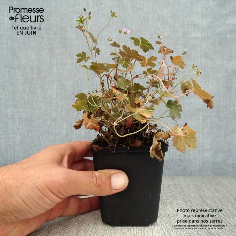 Ejemplar de Geranio oxonianum Dusky Crug - Geranio vivaz Maceta de 8/9 cm entregado en verano