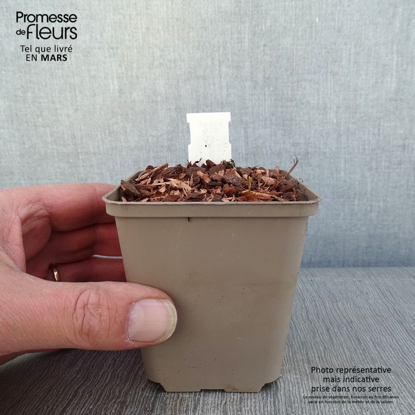 Geranio Kelly-Anne - Geranio vivaz Maceta de 8/9 cm Ejemplar entregado en invierno