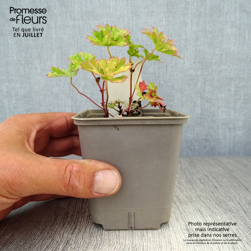 Ejemplar de Geranio wallichianum Lilac Ice - Geranio vivaz Maceta de 8/9 cm entregado en verano