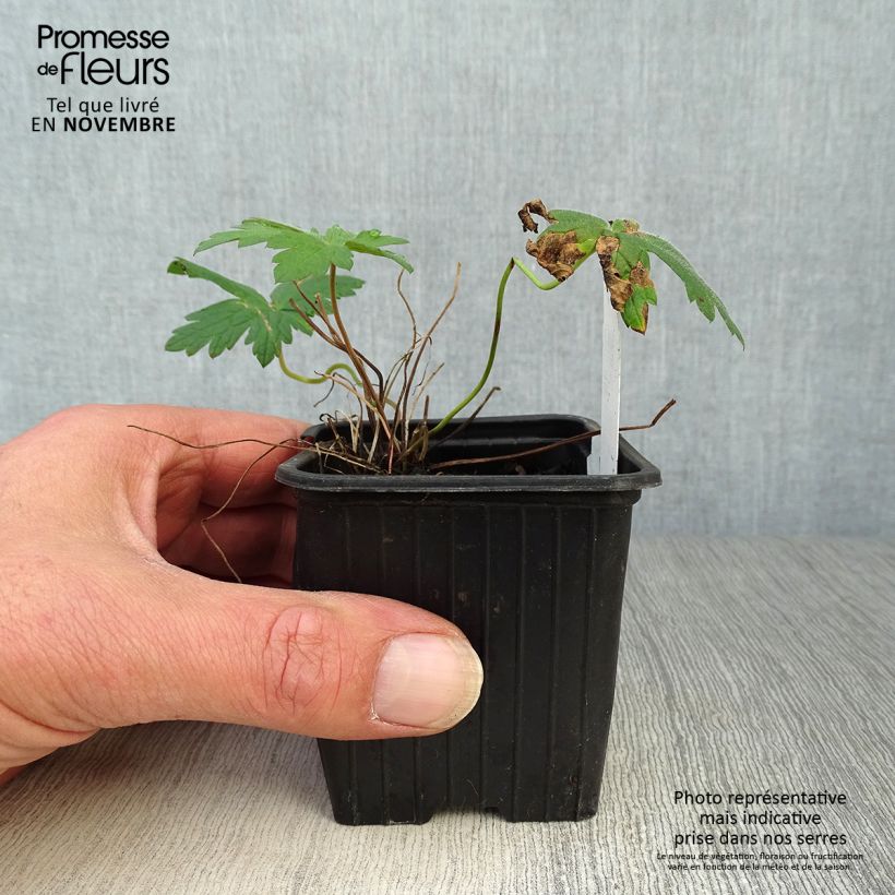 Ejemplar de Geranio Patricia - Geranio vivaz Maceta de 8/9 cm entregado en otoño