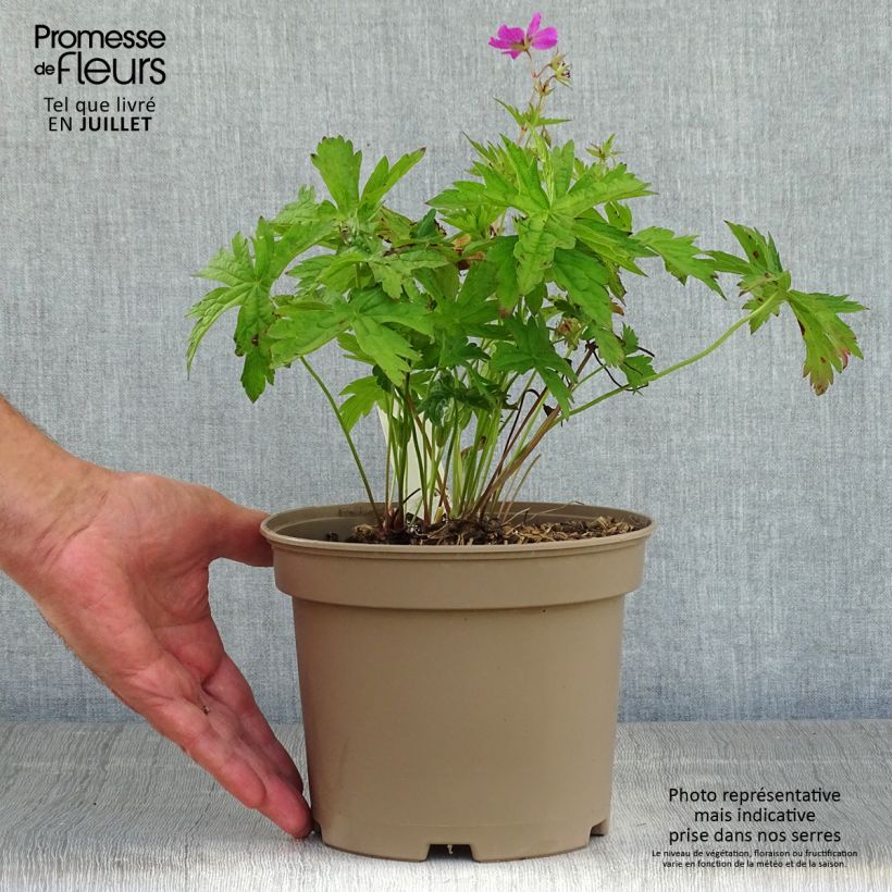 Ejemplar de Geranio Patricia - Geranio vivaz Maceta 1,5L/2L entregado en verano