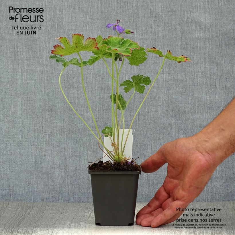 Ejemplar de Geranio renardii Philippe Vapelle - Geranio vivaz Maceta de 8/9 cm entregado en verano