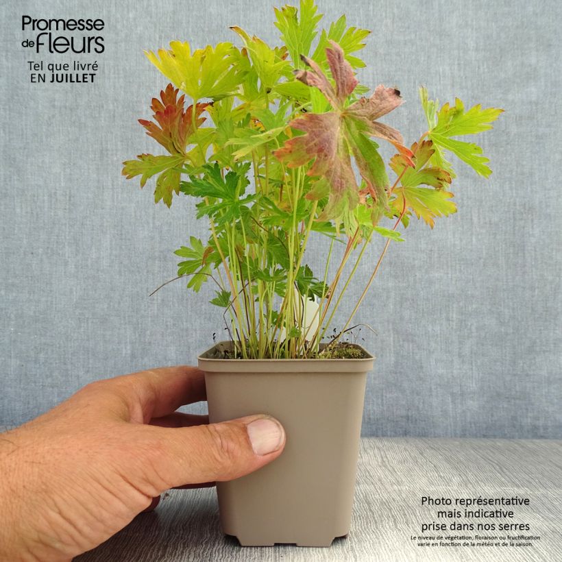 Ejemplar de Geranio silvestre Prelude - Geranio vivaz Maceta de 8/9 cm entregado en verano