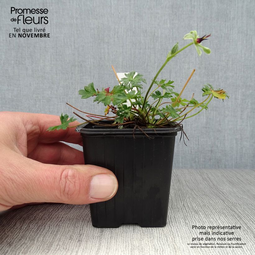 Ejemplar de Geranio cinereum Rothbury Gem - Geranio vivaz Maceta de 8/9 cm entregado en otoño
