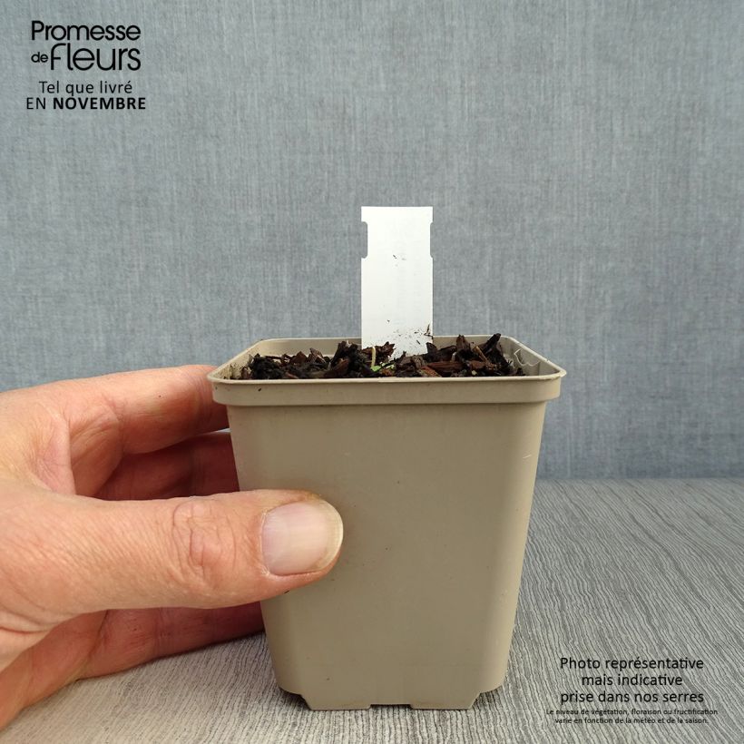 Ejemplar de Geranio Salomé - Geranio vivaz Maceta de 8/9 cm entregado en otoño