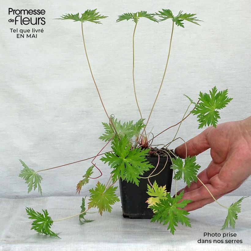 Geranio de prado Spinners - Geranium pratense Maceta de 8/9 cm Ejemplar entregado en la primavera