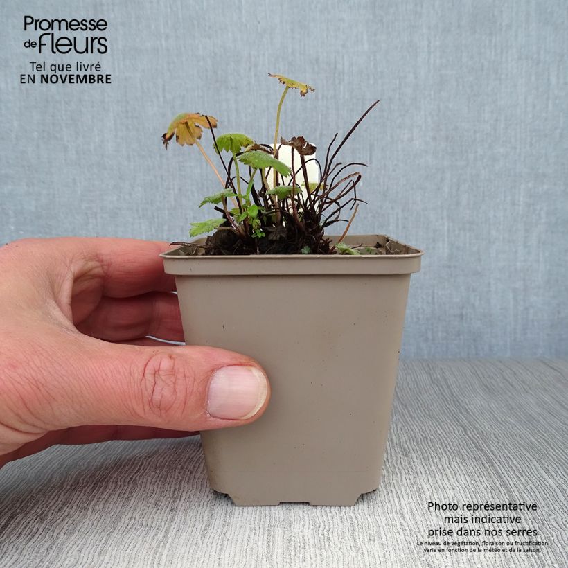 Ejemplar de Geranio Sue Crûg - Geranio vivaz Maceta de 8/9 cm entregado en otoño