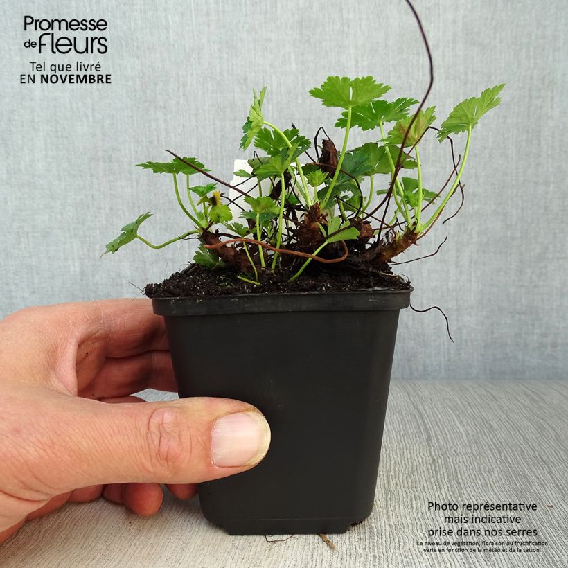 Ejemplar de Geranio cantabria Biokovo Maceta de 8/9 cm entregado en otoño