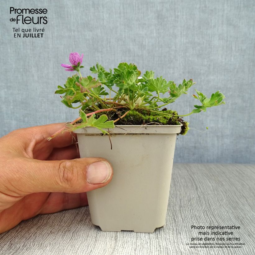 Ejemplar de Geranio cinereum Laurence Flatman - Geranio vivaz Maceta de 8/9 cm entregado en verano