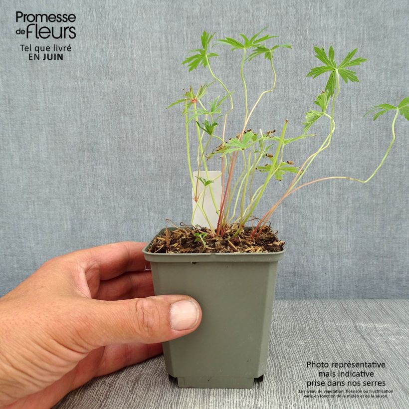 Ejemplar de Geranio clarkei Kashmir White - Geranio vivaz Maceta de 8/9 cm entregado en verano