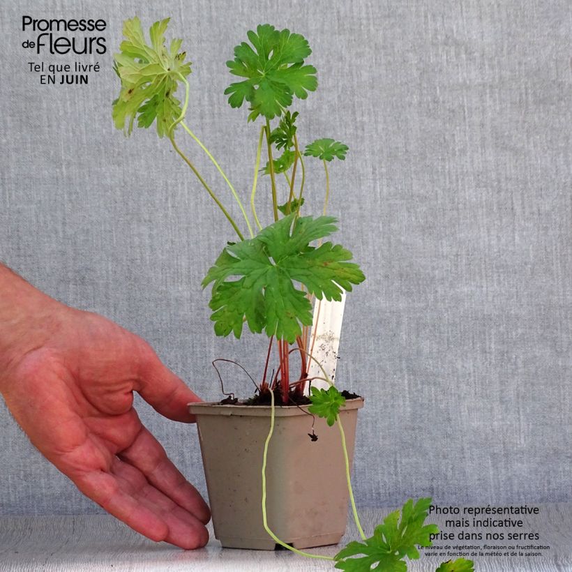 Ejemplar de Geranio del Himalaya Azul - Geranium Gravetye Maceta de 8/9 cm entregado en verano