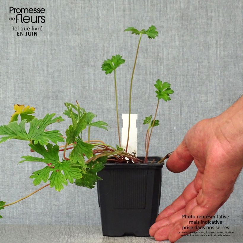 Ejemplar de Geranio del Himalaya Pleno - Geranium himalayense Plenum Maceta de 8/9 cm entregado en verano