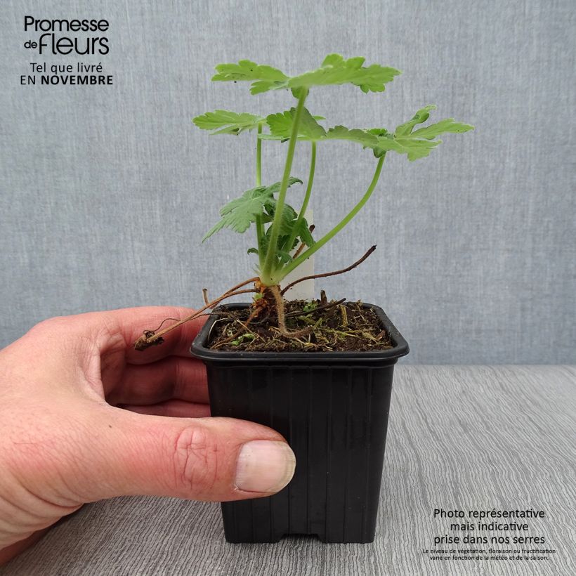 Ejemplar de Geranio macrorrhizum Bevan s Variety - Geranio bulgaro Maceta de 8/9 cm entregado en otoño