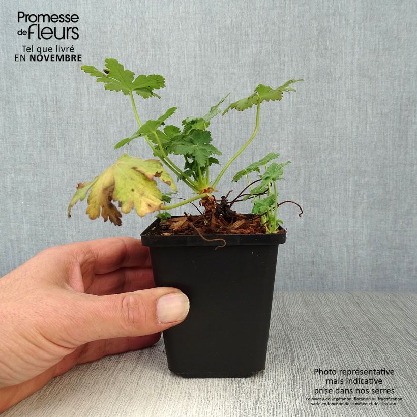 Ejemplar de Geranio macrorrhizum Czakor - Geranio bulgaro Maceta de 8/9 cm entregado en otoño
