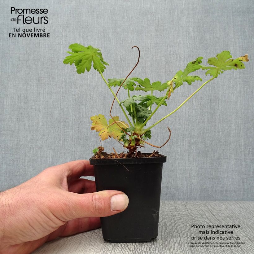 Ejemplar de Geranio macrorrhizum Olympos - Geranio bulgaro Maceta de 8/9 cm entregado en otoño