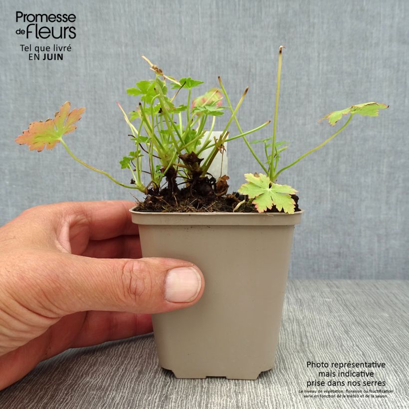Ejemplar de Geranio macrorrhizum Olympos - Geranio bulgaro Maceta de 8/9 cm entregado en verano