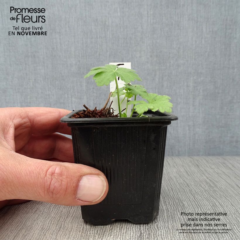 Ejemplar de Geranio macrorrhizum Spessart - Geranio bulgaro Maceta de 8/9 cm entregado en otoño