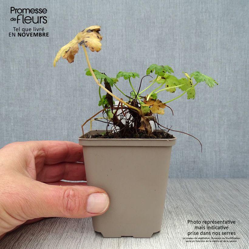 Ejemplar de Geranio macrorrhizum White Ness - Geranio bulgaro Maceta de 8/9 cm entregado en otoño