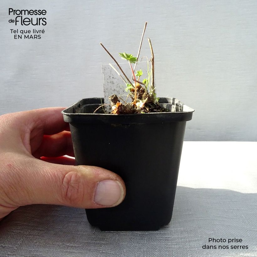 Geranio monacense - Geranio vivaz Maceta de 8/9 cm Ejemplar entregado en la primavera