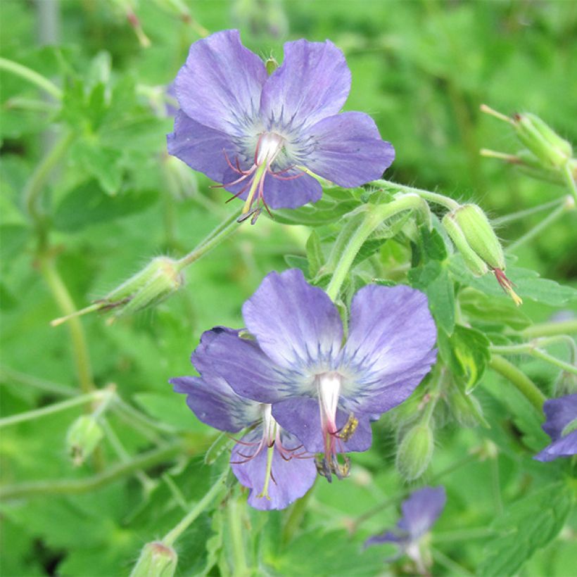 Geranio monacense var. anglicum - Geranio vivaz (Floración)