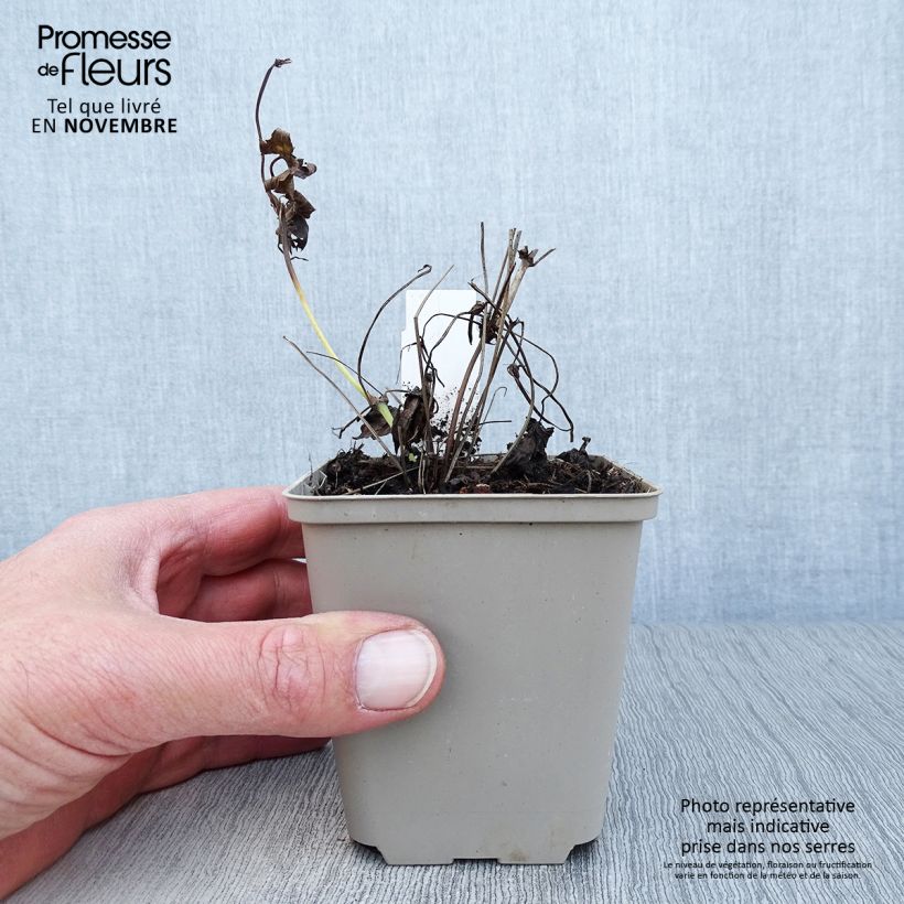 Ejemplar de Geranio nudoso Silverwood Maceta de 8/9 cm entregado en otoño