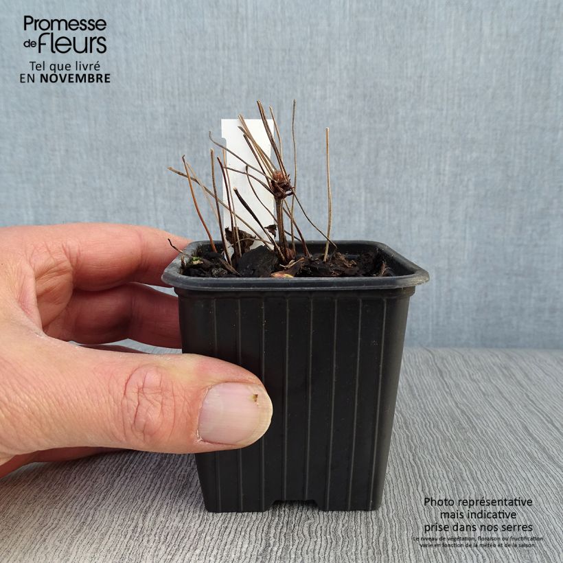 Ejemplar de Geranium nodosum - Geranio nudoso Maceta de 8/9 cm entregado en otoño