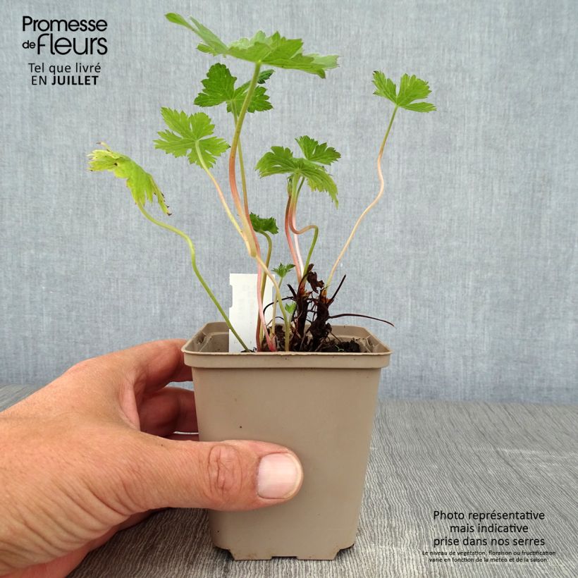Ejemplar de Geranio oxonianum Sherwood - Geranio vivaz Maceta de 8/9 cm entregado en verano