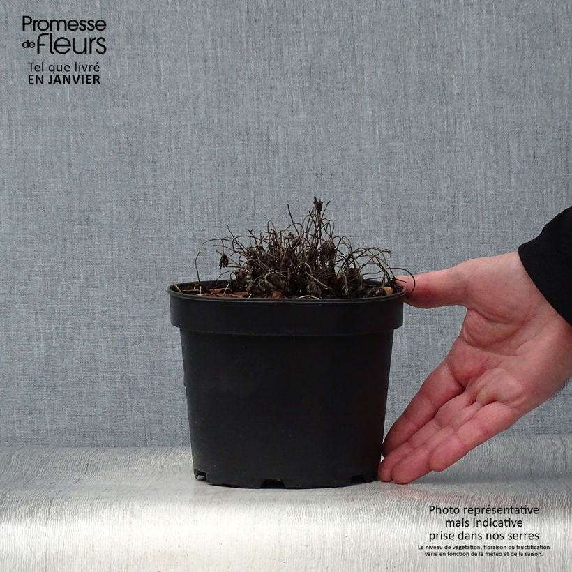 Geranio oxonianum Sherwood - Geranio vivaz Maceta 2L/3L Ejemplar entregado en invierno